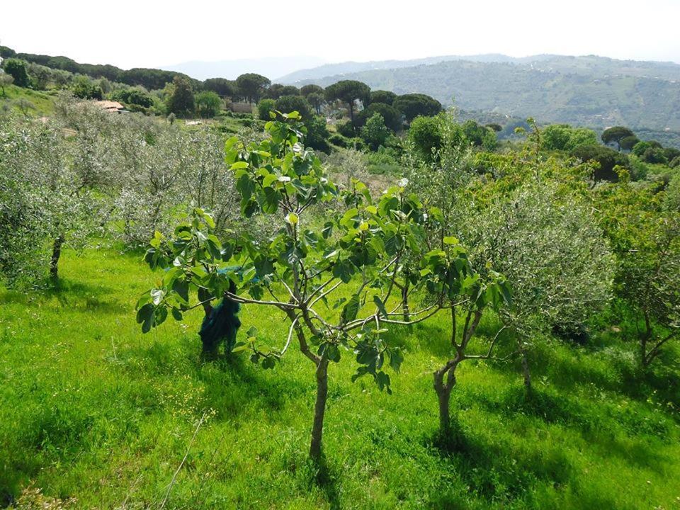 Casa Allorello Bed & Breakfast Laureana Cilento ภายนอก รูปภาพ